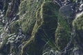 Moss and vegetation in rocks in the mountain Royalty Free Stock Photo