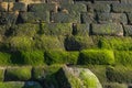 Moss on the wall Royalty Free Stock Photo