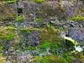 moss on the wall of the house Royalty Free Stock Photo