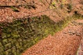 Moss wall, Saxon Switzerland
