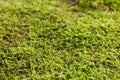 Moss wall texture, green reindeer grass background Royalty Free Stock Photo