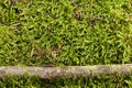 Moss wall texture, green reindeer grass background Royalty Free Stock Photo