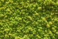 Moss wall. Vertical garden lush green wall pattern surface texture. Close-up of interior natural material for design decoration