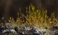 Drops of melting frost on a wall frosted moss.