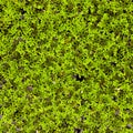 Moss in the water Royalty Free Stock Photo