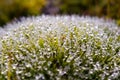 Moss, water, water droplets, dew, rain, soil, plants, humidity, macro, light refraction, small things, morning, morning dew on the