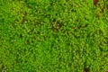 Moss Wet Moises Green Ecology.