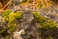 Moss on wet stone, Takachiho, Japan