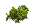 Green moss on white background.