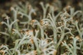 Moss, white lichen, macro, bushy, trunk, bush, plant, body, nature, outdoors, forest