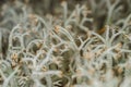 Moss, white lichen, macro, bushy, trunk, bush, plant, body, nature, outdoors, forest