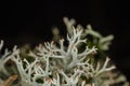 Moss, white lichen, macro, bushy, trunk, bush, plant, body, nature, outdoors, forest