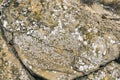 Moss and white lichens on the rocks. Stony background. Colored lichen on a flat rock surface