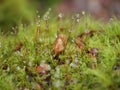 Moss and wild gras in the morning. Royalty Free Stock Photo