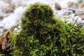 Moss in Winter Royalty Free Stock Photo