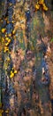 Moss on wood and small orange fowers