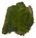 Moss on wooden board isolated on white background Royalty Free Stock Photo