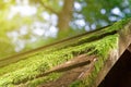 Moss on wooden roof, Tree bark with green moss. Selective focus.
