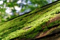 Moss on wooden roof, Tree bark with green moss. Selective focus.