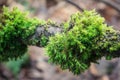 Moss on wooden stick close up Royalty Free Stock Photo