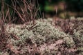 Moss Yagel in dry grass