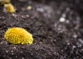 Moss Yellow Mushrooms