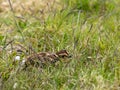 A Red Grouse chick Lagopus lagopus Royalty Free Stock Photo