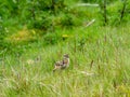 A Red Grouse chicks Lagopus lagopus Royalty Free Stock Photo