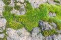 mosse small bryophyte plant on the stone