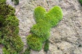 mosse small bryophyte plant on the stone