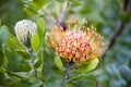 Mossel Bay Pincushion protea Royalty Free Stock Photo