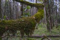 branch covered with musculo in the forest