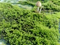 Mosses bryophyte on rocks, they are characteristically limited in size and prefer moist habitats. Also good for background or qu Royalty Free Stock Photo