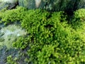 Mosses bryophyte on rocks, they are characteristically limited in size and prefer moist habitats