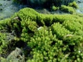 Mosses bryophyte on rocks, they are characteristically limited in size and prefer moist habitats