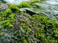 Mosses bryophyte on rocks, they are characteristically limited in size and prefer moist habitats