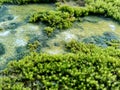 Mosses bryophyte on rocks, they are characteristically limited in size and prefer moist habitats