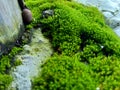 Mosses bryophyte on rocks, they are characteristically limited in size and prefer moist habitats