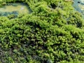 Mosses bryophyte on rocks, they are characteristically limited in size and prefer moist habitats