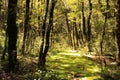 Alpine forest in Arthur Pass National Park, New Zealand.