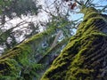 Cedar trees with moss, view to sky