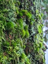 Mosses and ferns on a tree, cedar tree, nice closup