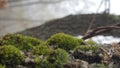 mosses in the forest. tree moss. Royalty Free Stock Photo