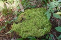 Mosses are green during gametophyte growing on rock.