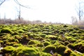 Mosses are small plants. Most land mosses reach only a few centimeters in height