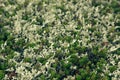 Mosses and lichens closeup - northern tundra.