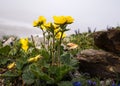 Mosses, lichens and flowering flowers on the mountain peaks of the Alps