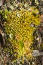 Mosses and lichens on Mt. Sunapee, New Hampshire.