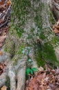 Mosses and lichens on an old tree trunk, Tennessee