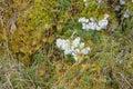 Mosses and lichens